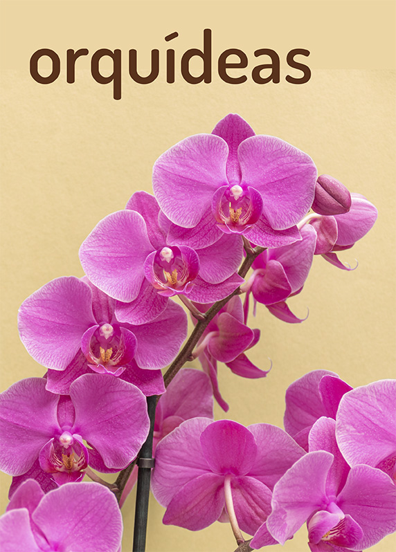 Orquídeas en Madrid Orquídeas en Madrid