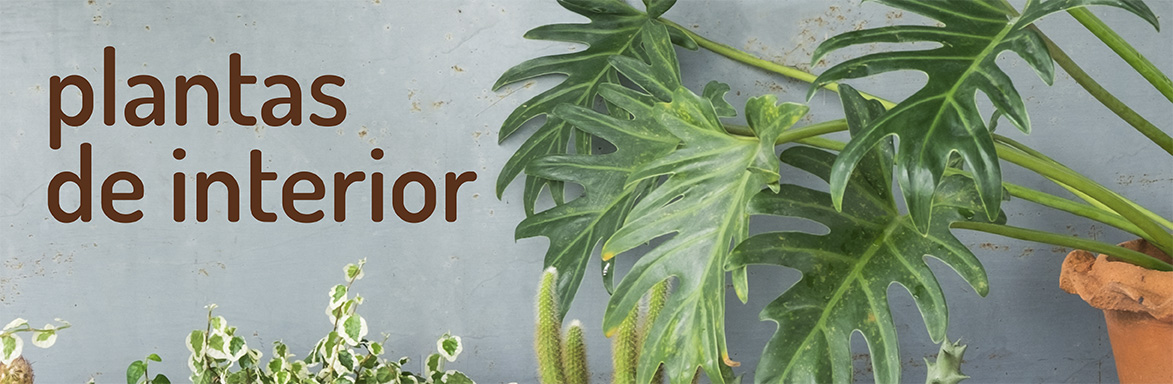 Plantas de interior en Plantaflor Plantas de interior en Plantaflor